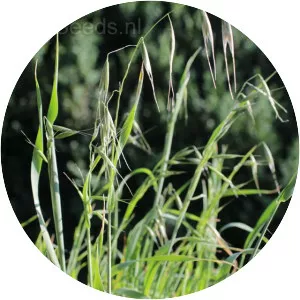 Common wild oat