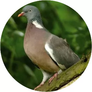 Common wood pigeon
