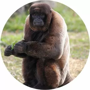 Common woolly monkey