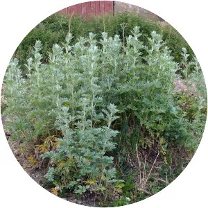Common wormwood