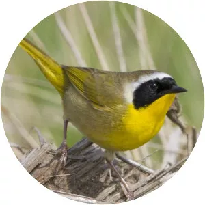 Common yellowthroat - Bird