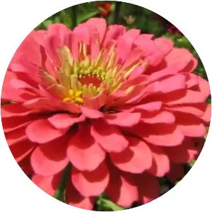 Common zinnia
