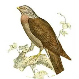 Comoros olive pigeon