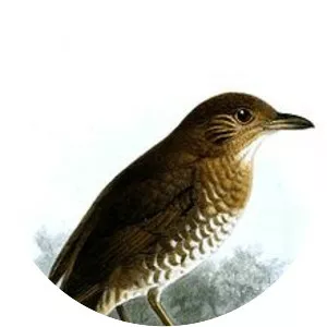 Comoros thrush - Bird