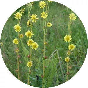 Compass plant