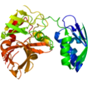 Complement component 2 - Protein