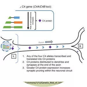 Complement component 4 - Protein