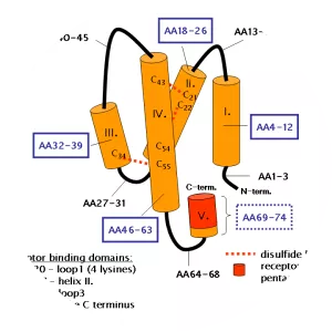 Complement component 5a - Protein