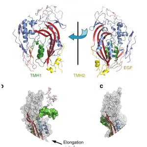 Complement component 9 - Protein