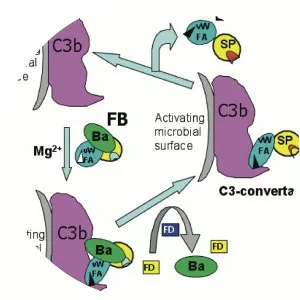 Complement factor B