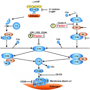 Complement factor I - Protein