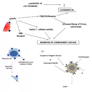 Complement receptor 1 - Gene