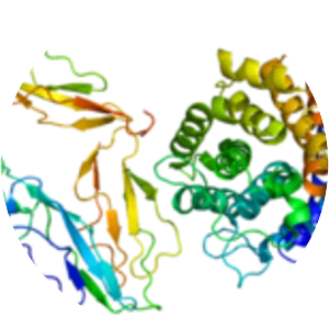 Complement receptor 2