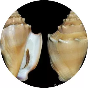 Conchs