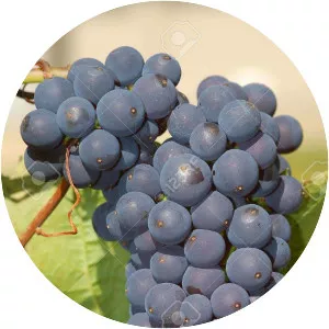 Concord grape