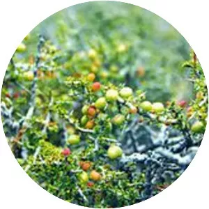 Condalia microphylla - 