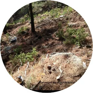 Condor Flugdienst Flight 3782