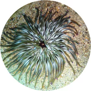 Condylactis aurantiaca - 