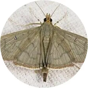 Condylorrhiza vestigialis