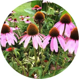 Coneflower