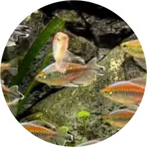 Congo tetra - 