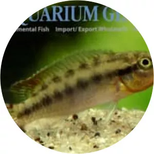 Congochromis sabinae - 