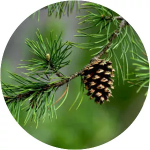 Conifers - Plants