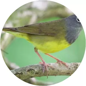 Connecticut warbler