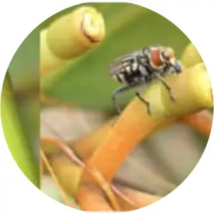 Conoderinae - Insect