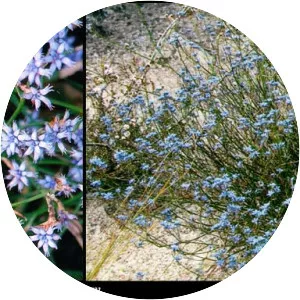 Conospermum caeruleum