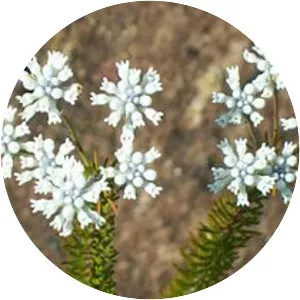 Conospermum ericifolium