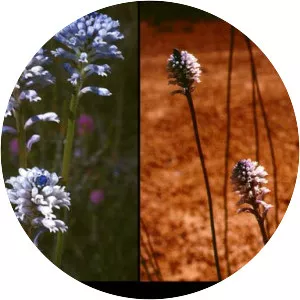 Conospermum huegelii