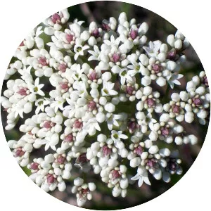 Conospermum longifolium