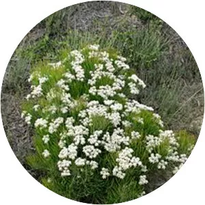 Conospermum mitchellii - 