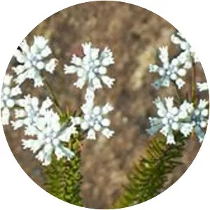 Conospermum - Plants