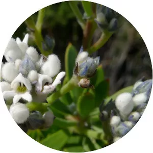 Conospermum taxifolium