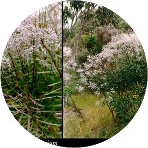 Conospermum triplinervium