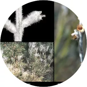 Conospermum undulatum