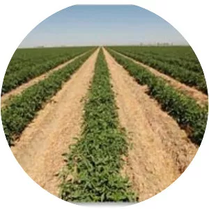 CONSERVATION TILLAGE