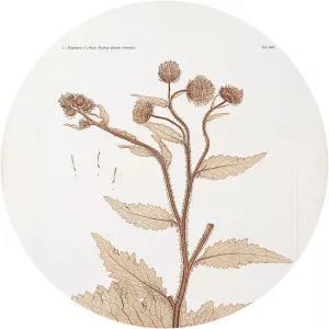 Constantin von Ettingshausen