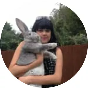 Continental Giant rabbit