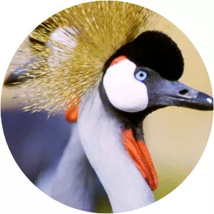 Contos da Zâmbia - TV program