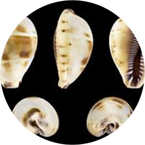 Contradusta walkeri - Animal