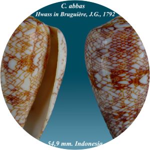 Conus photograph