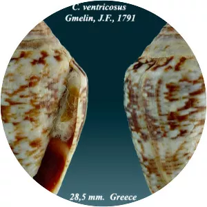 Conus ventricosus