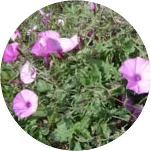 Convolvulus althaeoides