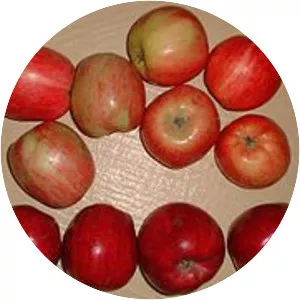 Cooking apple photograph