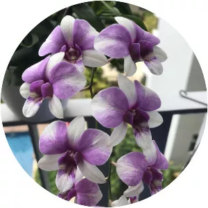 Cooktown Orchid - Plants