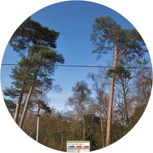 Coombe Lane Tram Stop