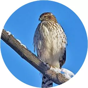 Cooper's hawk